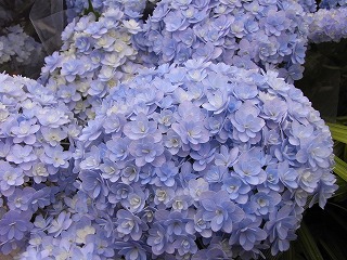 ハイドランジア てまりてまり ブルーバージョン グリーンパーク 花の散歩道